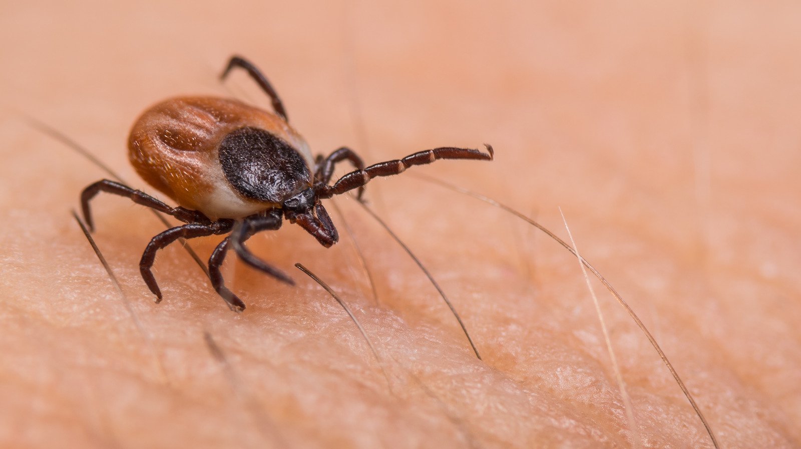 How To Properly Remove A Tick
