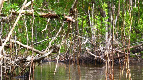 One Of The Most Dangerous Snakes To Look Out For When Visiting Florida