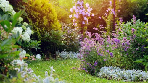 Create An Eye-Catching Lawn With This Drought-Resistant Grass Alternative