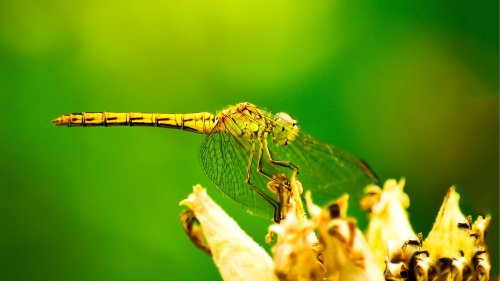 Reasons Why Your Yard Is Swarmed With Dragonflies