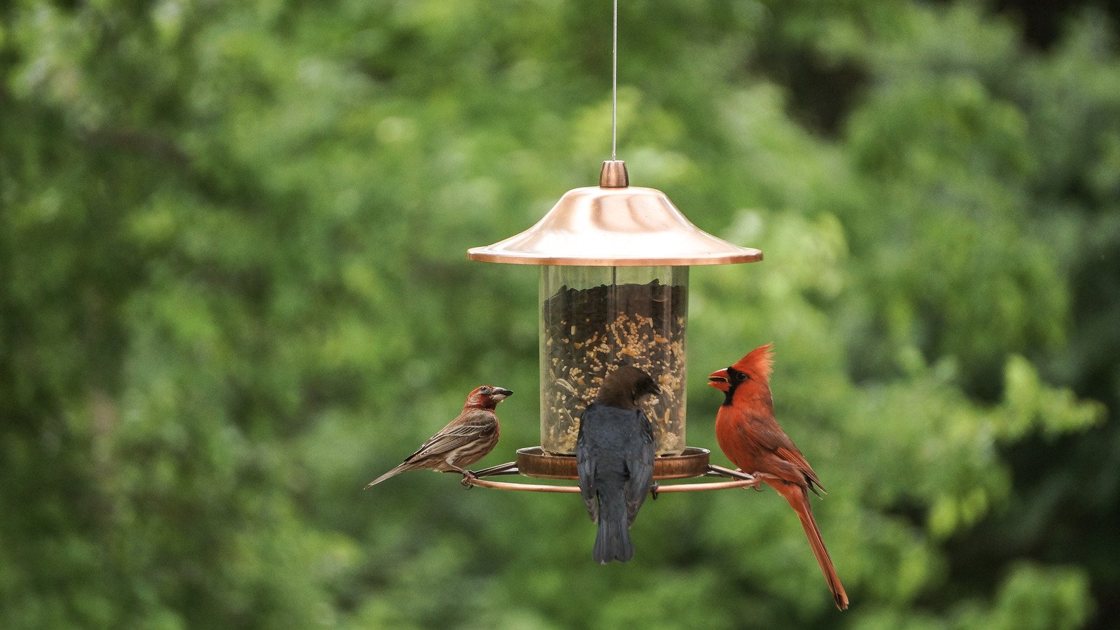Kitchen staples that'll have birds flocking to your feeder Flipboard