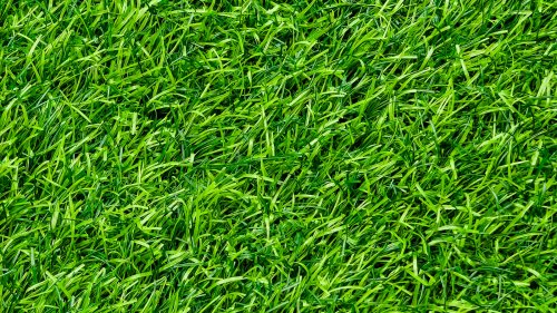 Help Your Freshly Sown Lawn Thrive With These Top-Dressing Tips