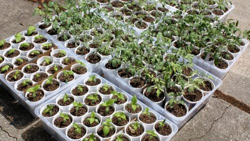 Successfully Move Your Vegetable Seedlings Outside With This Simple Method