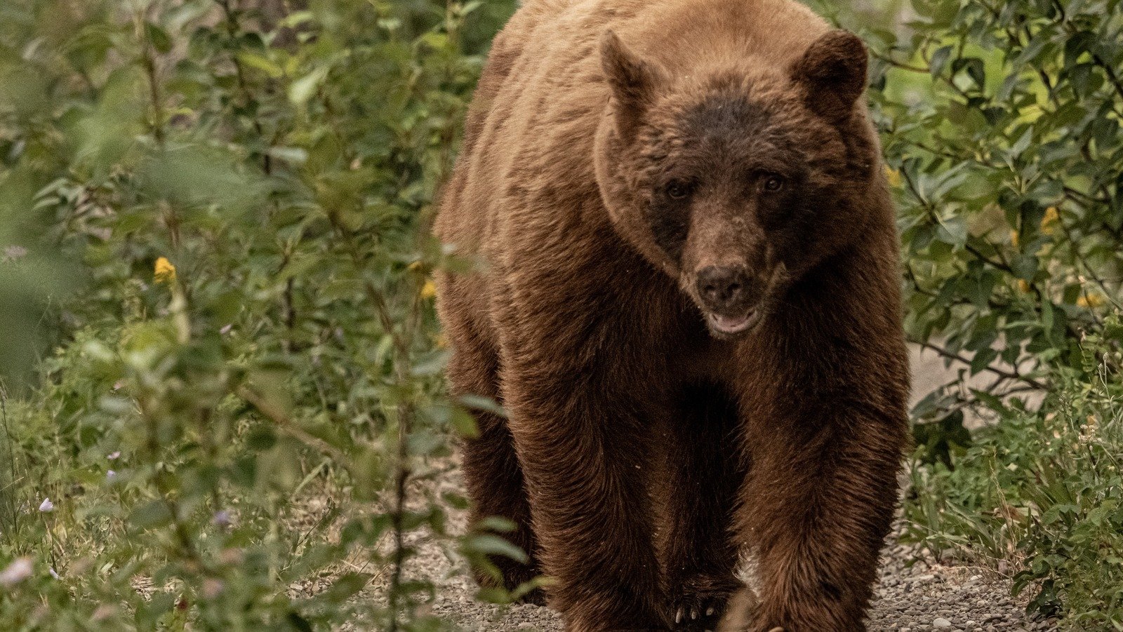 Keep An Eye Out For Bears On A Popular Glacier National Park Trail