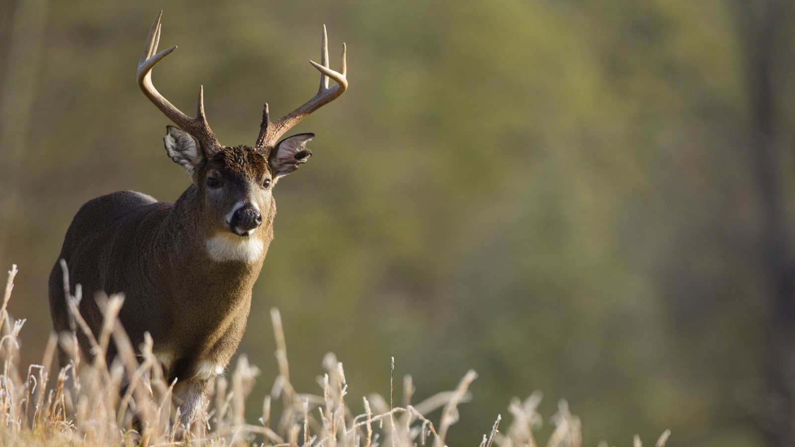 What To Do If You Run Into A Deer During Your Next Hiking Adventure