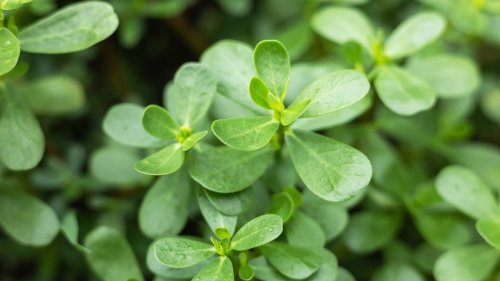 Keep Purslane Out Of Your Yard & Garden Using These Clever Methods