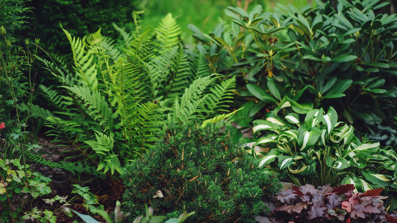 These Shade-Loving Perennials Will Brighten Up Shaded Areas Of Your Garden