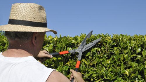Keep An Out For This Potentially Poisonous Shrub While Visiting California