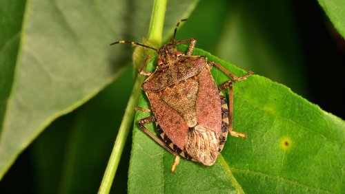 Stinkbugs Will Stay Out Of Your Garden With One Essential Oil