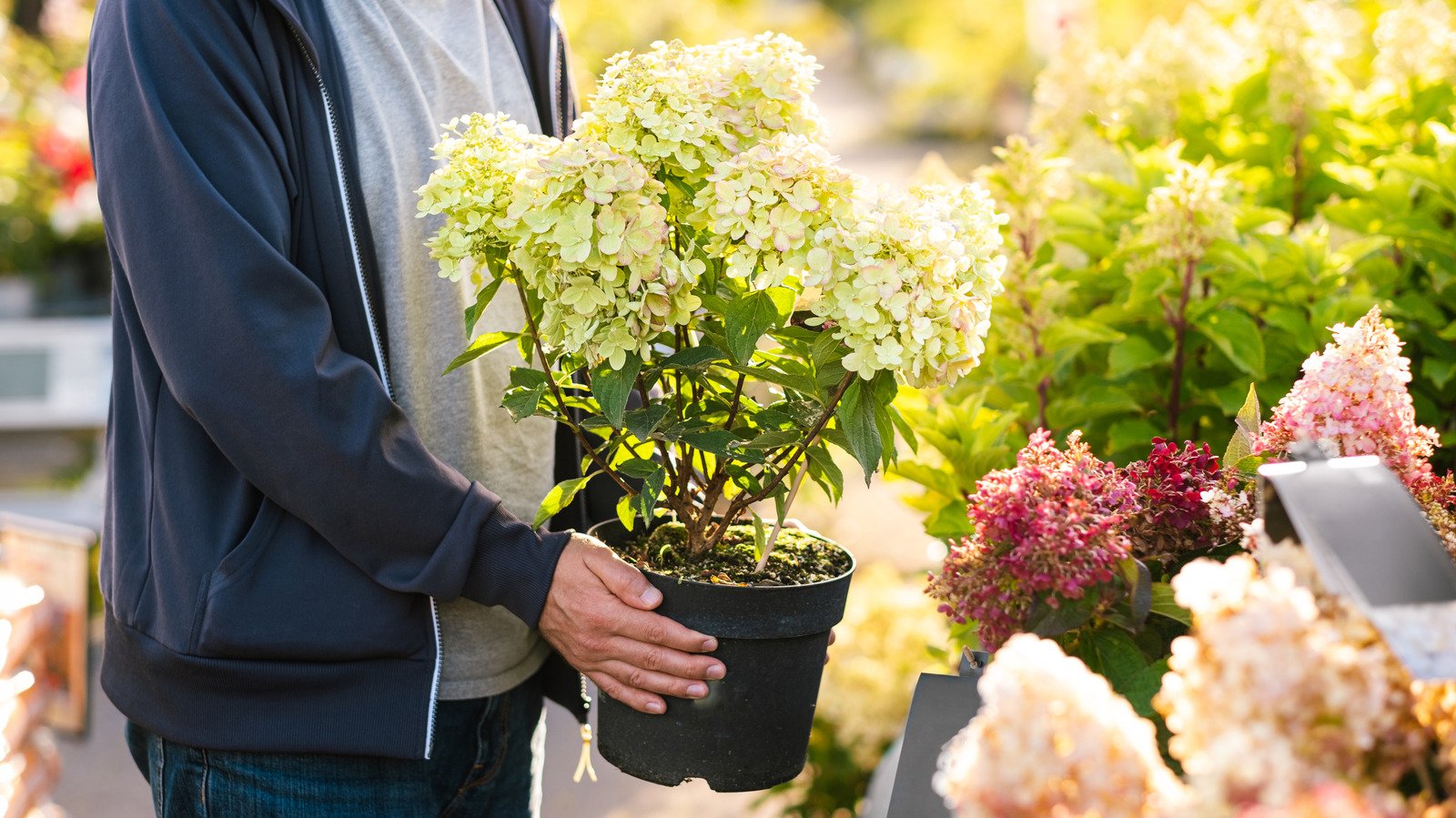 Hydrangea alternatives to consider for your garden - cover