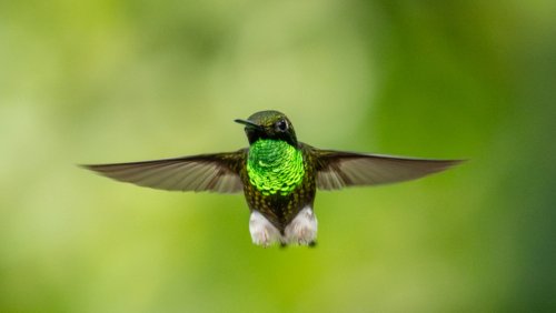 The Fast-Growing Flower That'll Turn Your Yard Into A Hummingbird Haven