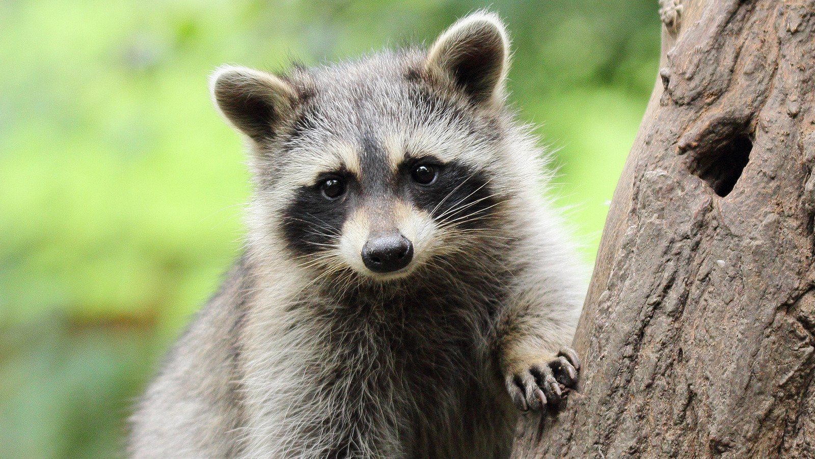 The Vegetable You Need To Add To Your Garden If You Have A Raccoon Problem