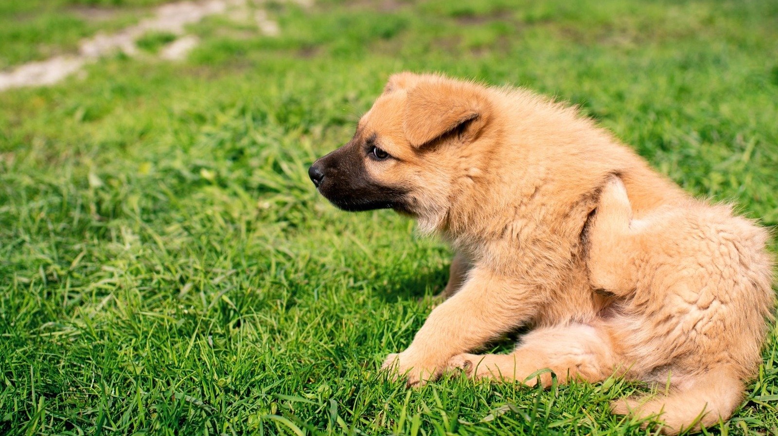 The Common Lawn Care Mistake That Keeps Fleas And Ticks Coming To Your Yard