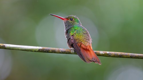 A Dead Tree Branch May Be The Key To Attracting More Hummingbirds To Your Yard