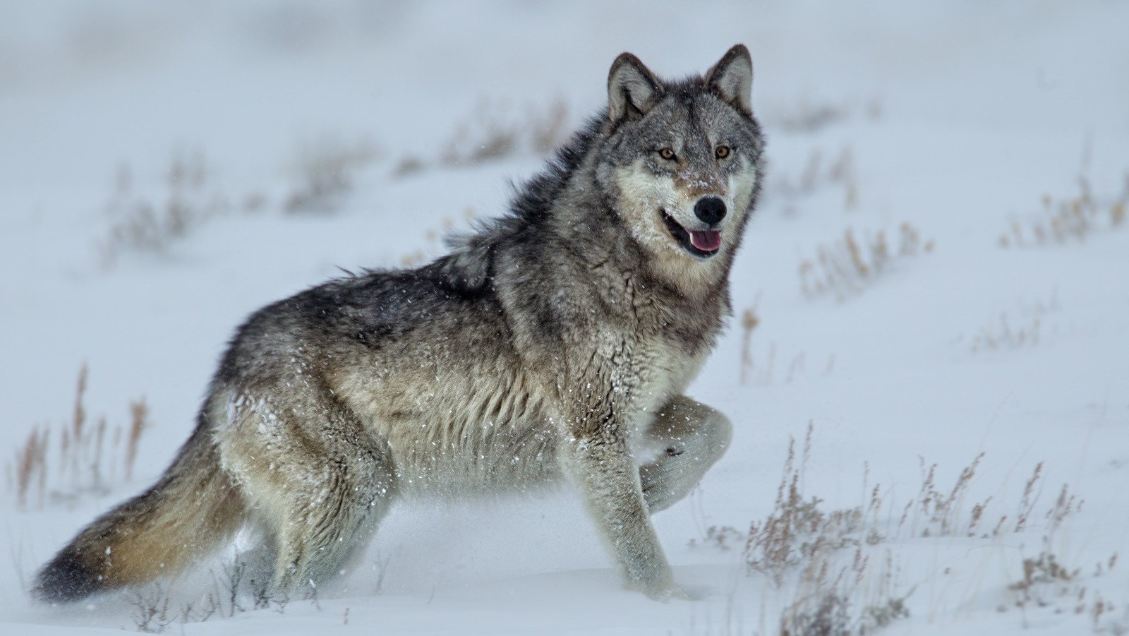 What To Do If You Run Into A Wolf In The Wilderness