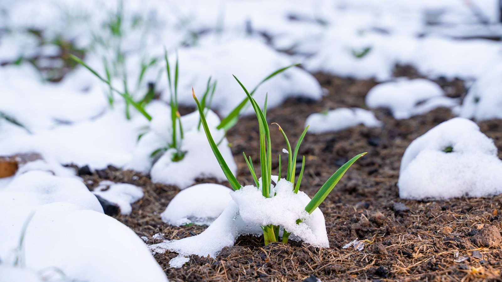The Trick To Rescuing Your Garden Plants After An Unexpected Snow