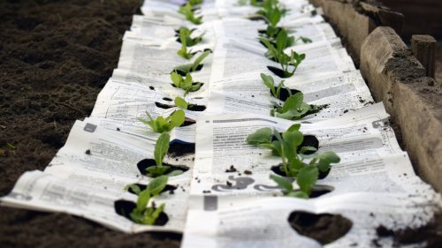 What To Know Before Trying Out This Sustainable Mulch Alternative In Your Garden