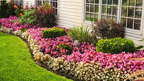 The Easy-To-Grow Annual That Adds Interest To Any Flower Bed
