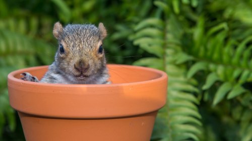 The Secret To Humanely Banishing Squirrels From Your Garden Is In Your Kitchen