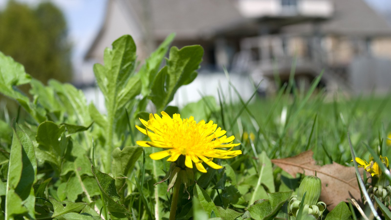 If You Use Salt To Kill Weeds, You May Be Making This Critical Mistake