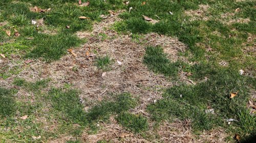 Brown Spots On Your Lawn Will Be A Thing Of The Past With This Simple Trick