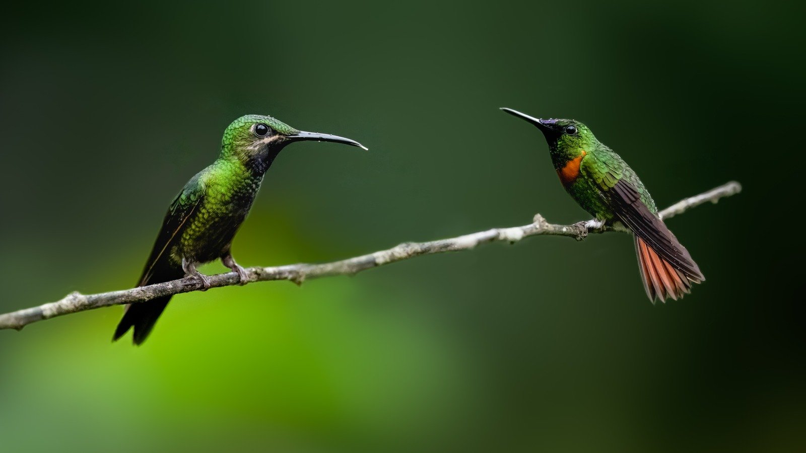 Why These Sweet-Smelling Flowers Are The Perfect Way To Attract Hummingbirds