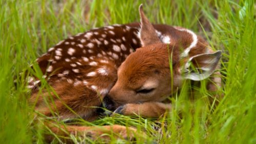 Wildlife - cover