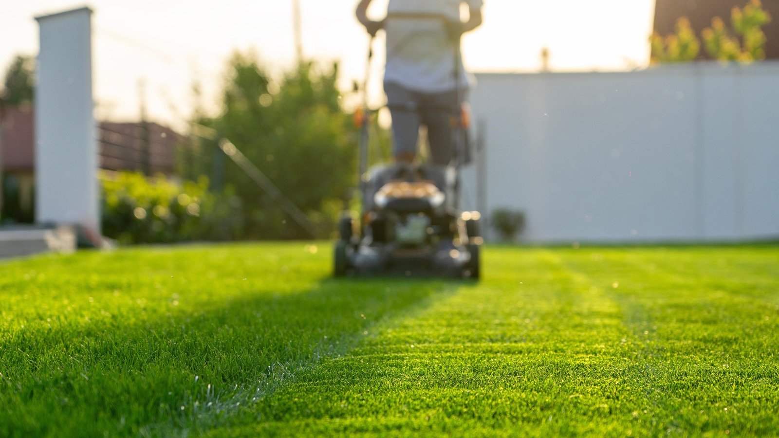 Grass seeds tips to try out in your yard  - cover