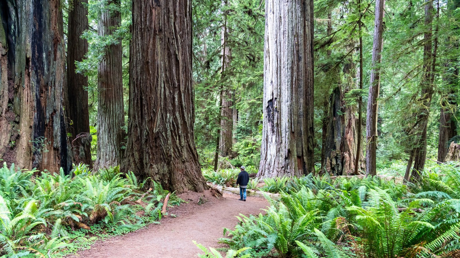 Hike To One Of The Tallest Trees In Redwood National Park On This Trail