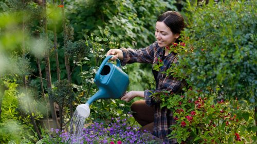 The Beautiful And Vivid Blue Flower That'll Brighten Up Any Garden