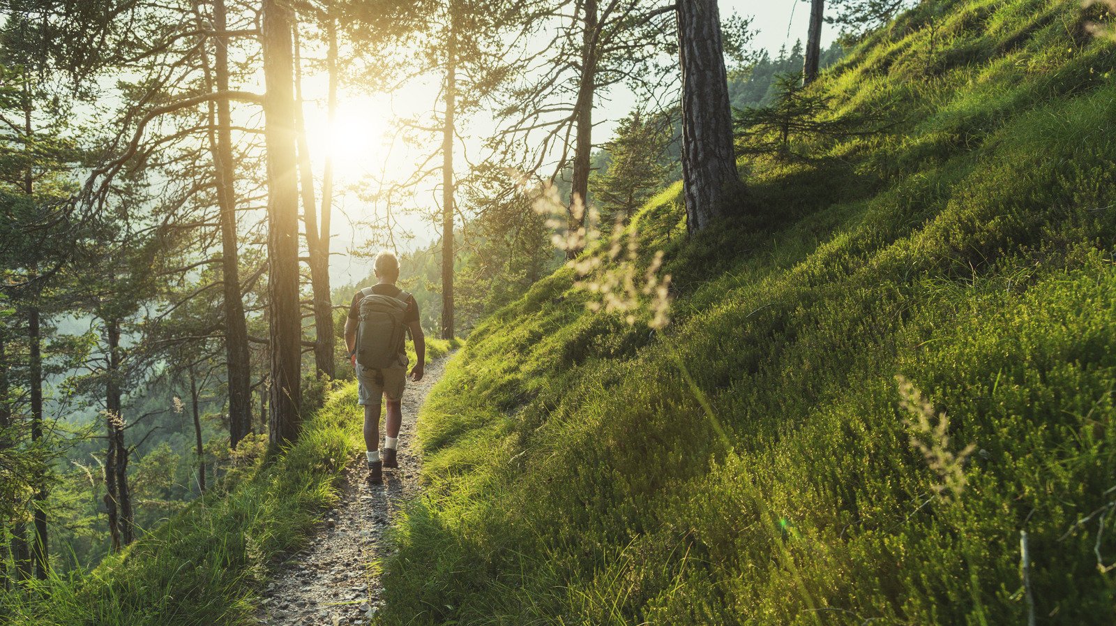 Can You Use The Sun To Find Your Way If You Get Lost In The Woods?