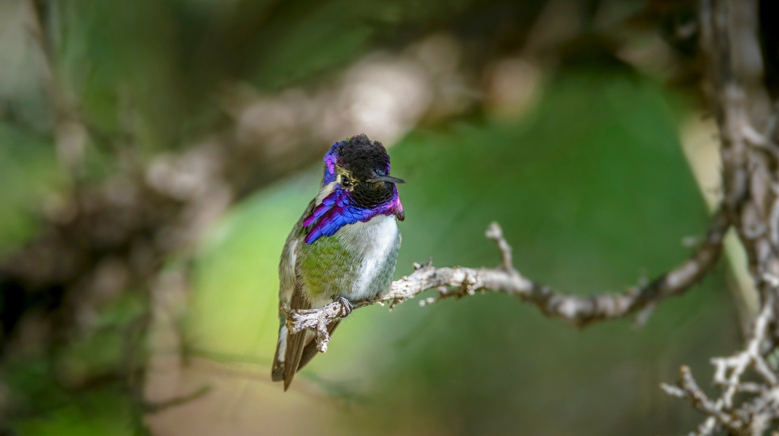 This Beautiful Flower Will Have Hummingbirds Flocking To Your Yard