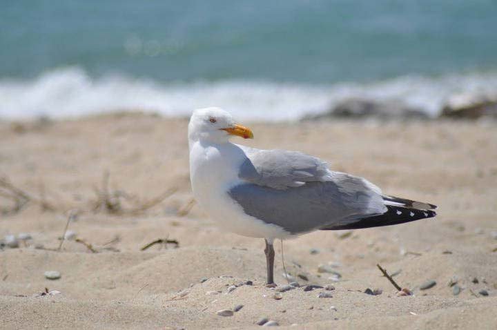 13 Gross Animals You Can Eat in a Survival Situation