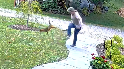Watch New York Woman Fights Off Rabid Fox In Her Front Yard Flipboard
