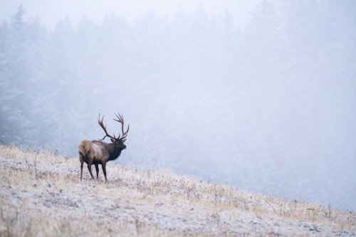 “Bulls for Billionaires.” Are Montana’s 454 Permits a Step Toward Privatizing the State’s Elk Herd?