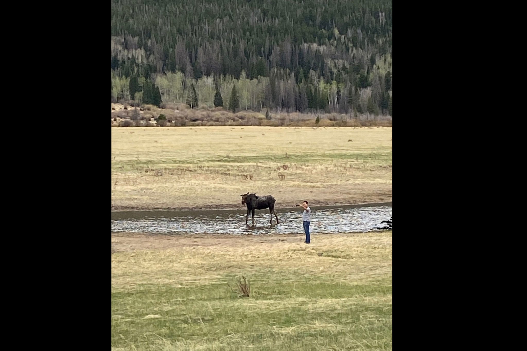 Tourist Gets Way too Close to Moose For Selfie—and Is Lucky He Wasn’t Stomped