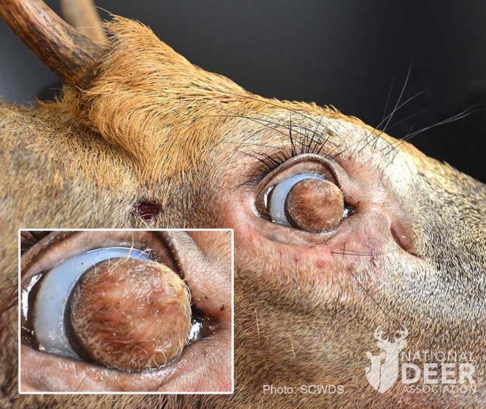 The Buck With The Hairy Eyeballs