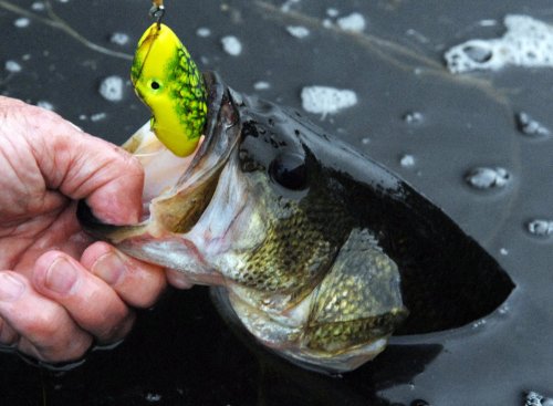 Three Must-Know Rules of Frogging for Bass