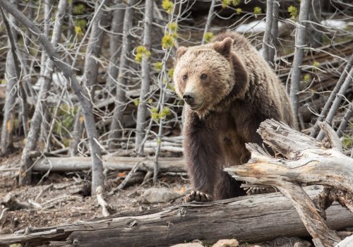 2 College Wrestlers Ambushed In Gruesome Grizzly Bear Attack While Hunting Flipboard