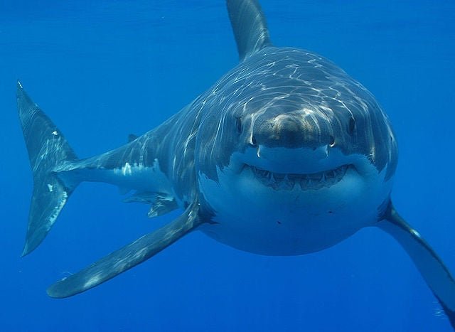 Survival Skills: How to Survive a Shark Attack