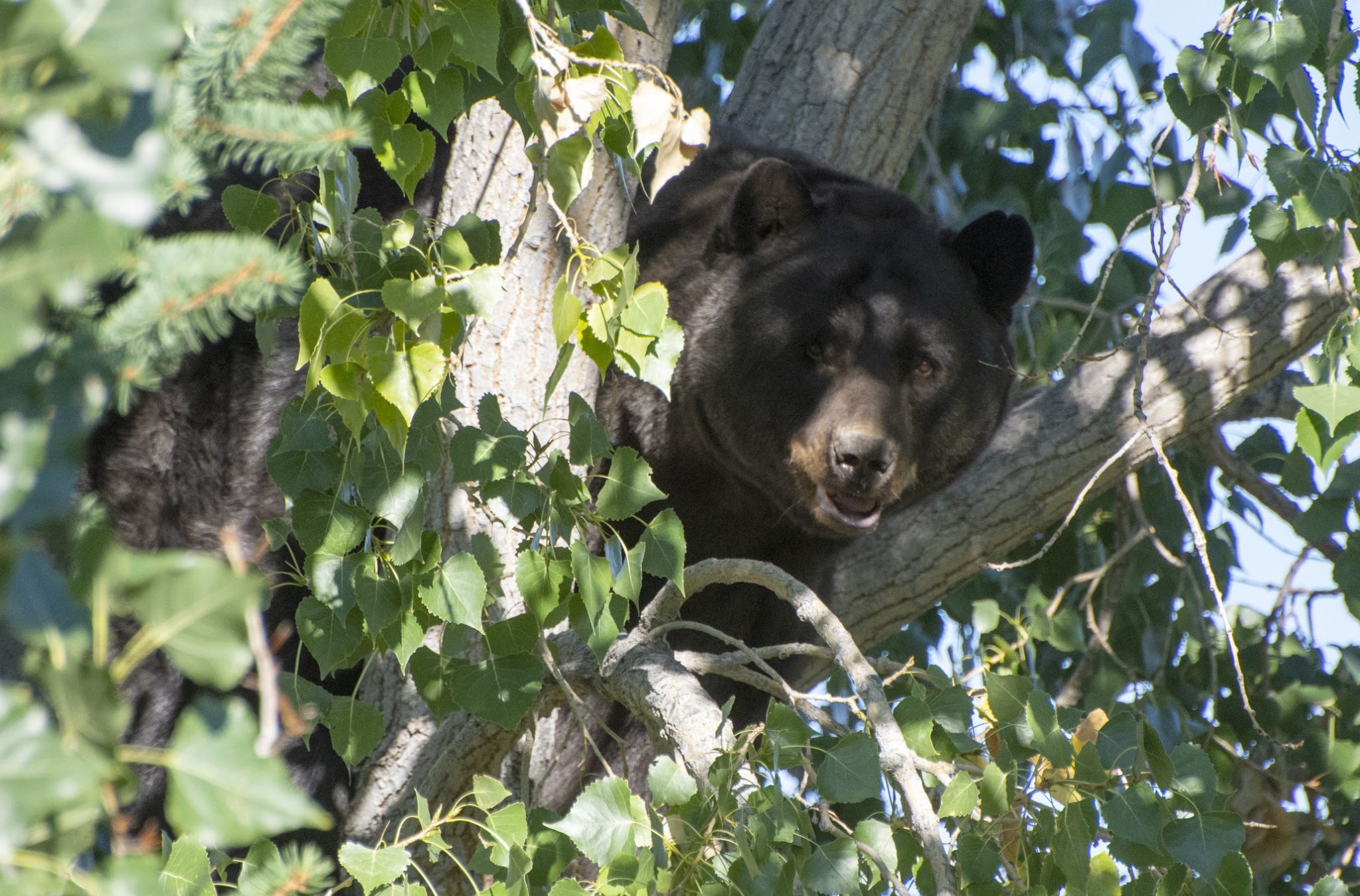 Colorado Woman Attacked by a Black Bear in Her Backyard