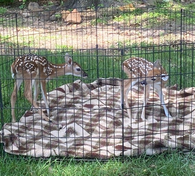 Pregnant Whitetail Doe Gets Hit by a Truck and Gives Birth on Impact