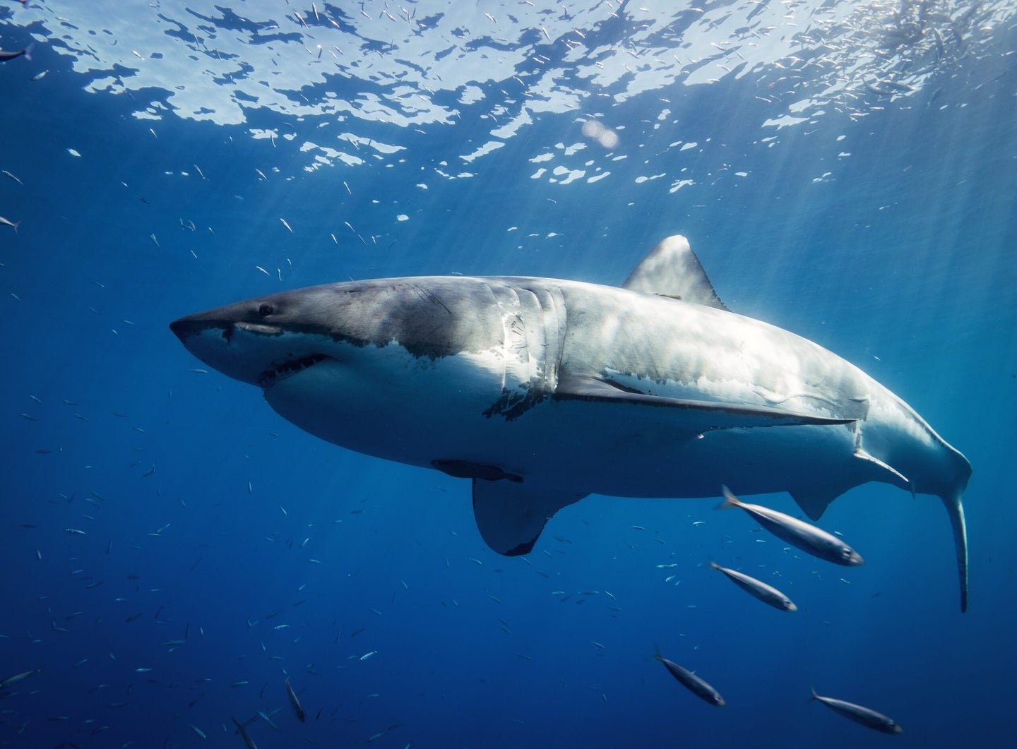 Florida Accounted for Nearly 40 Percent of Shark Attacks Worldwide in 2021