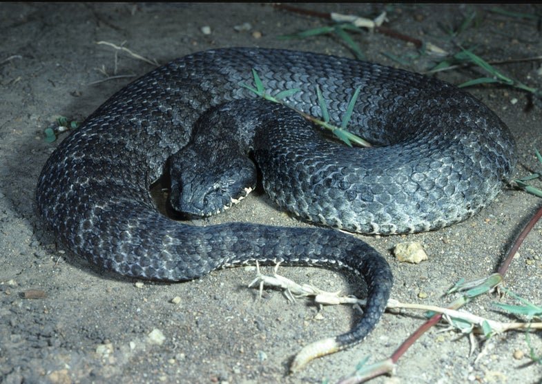 Top 10 Venomous Snakes to Look Out for on a Hunting Trip