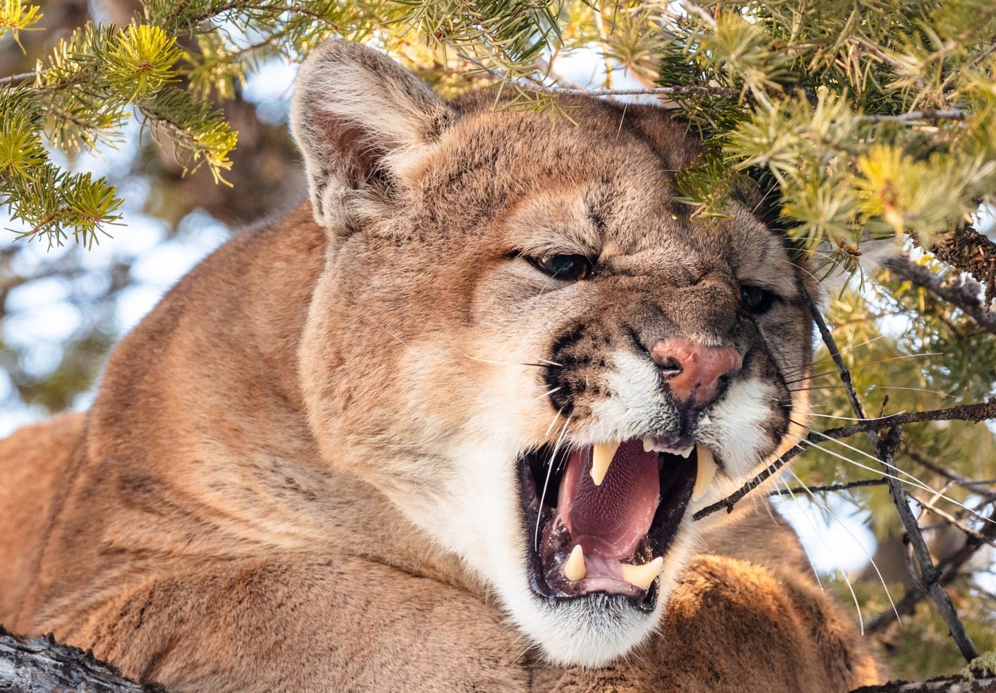 Canadian Plumber Kicks a Cougar in the Head to Save His Daughter’s Dog