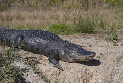 Bit By a Gator? It’s Your Own Dang Fault, Scientists Say