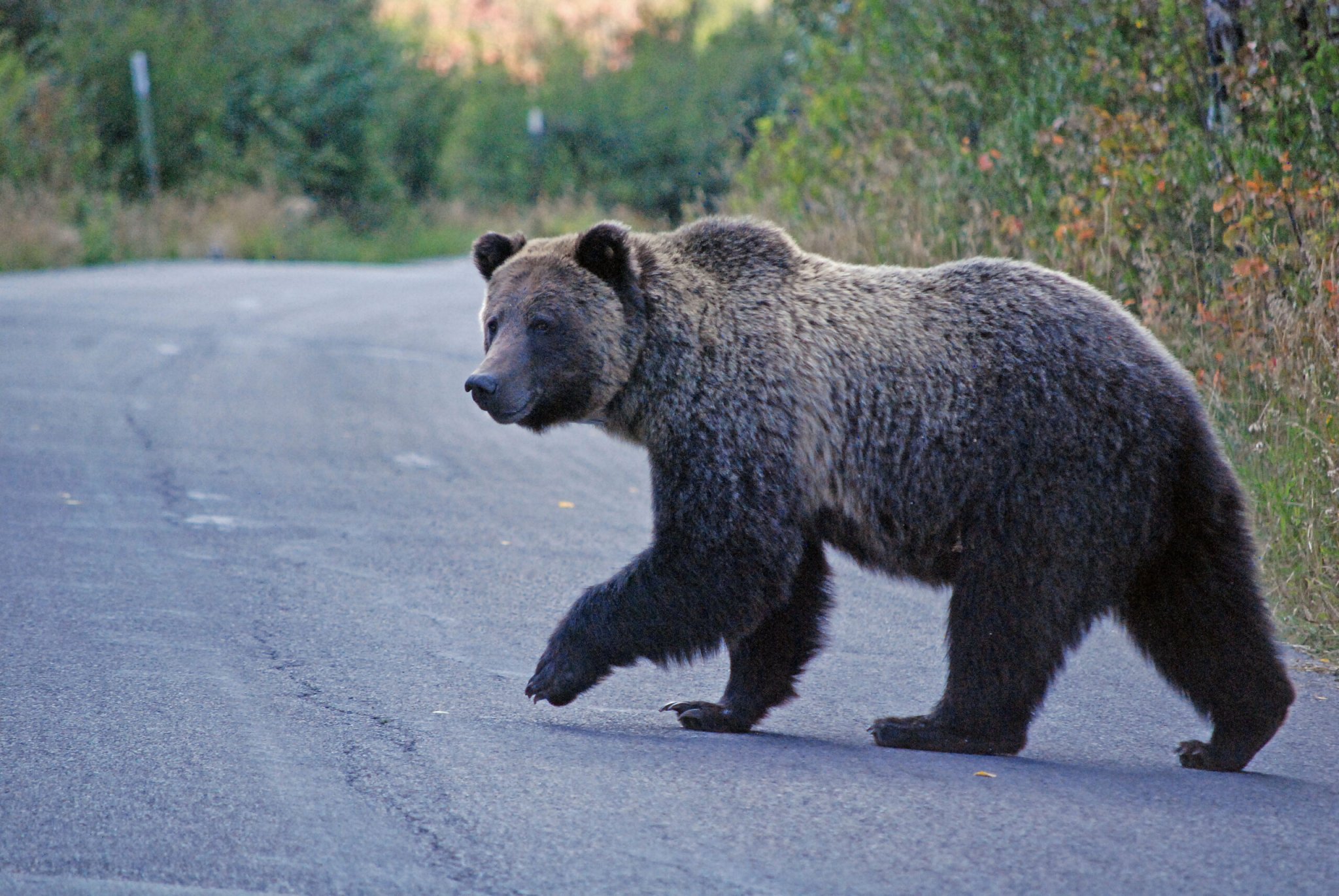 Fatal Grizzly Attack in Montana Stirs Calls for Bear Control