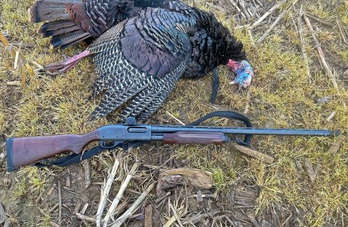 The Best Red Dots for Shotguns of 2025, Tested and Reviewed