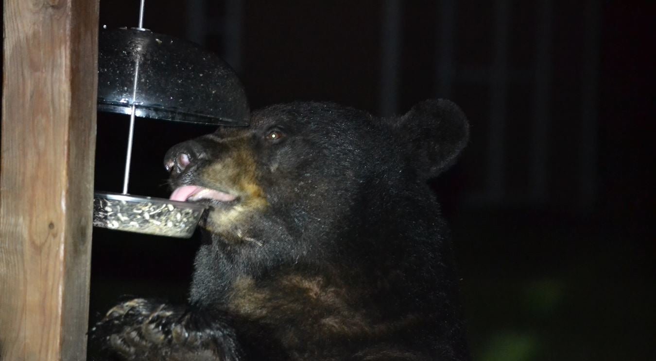 Wisconsin Couple Fends off Bear Attack in Their Own Home Using a Kitchen Knife