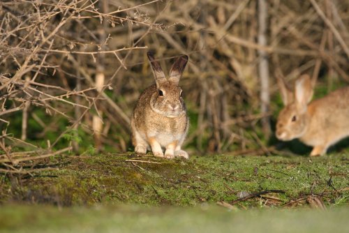 Deadly Virus Spreads to Endangered Rabbit Populations in California